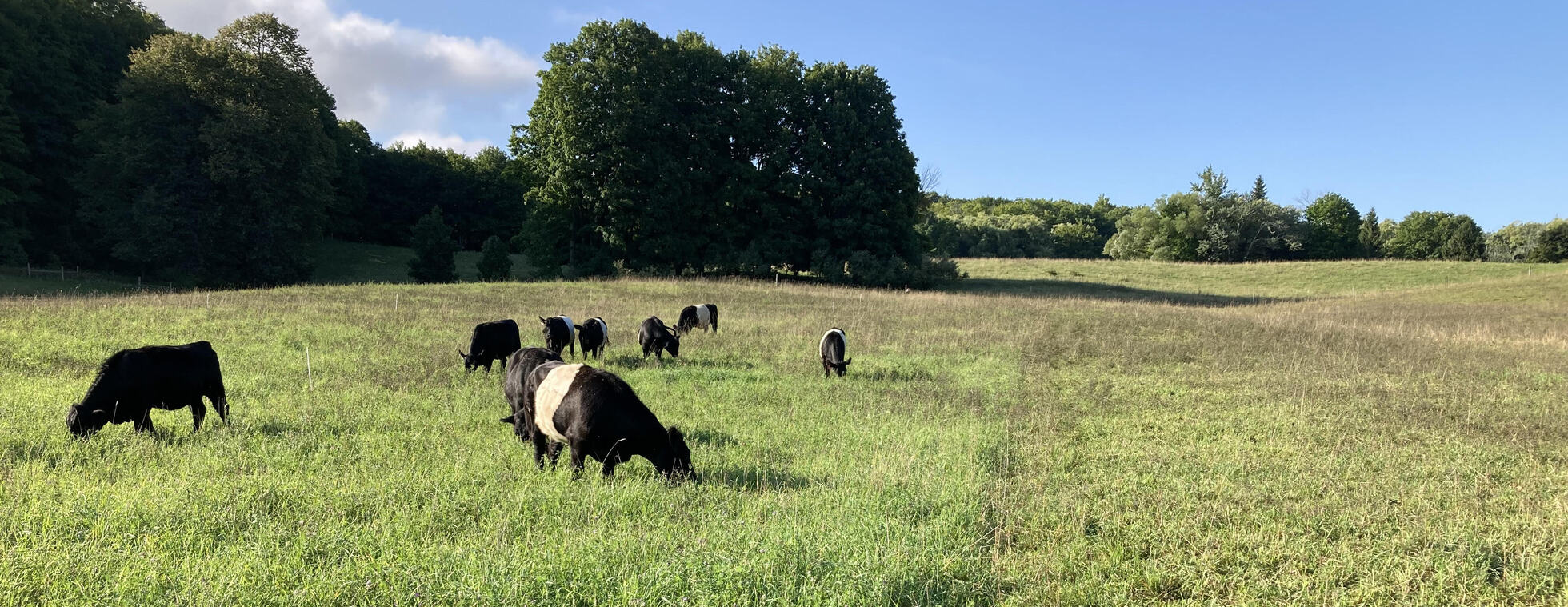 "Show and Tell" Tour for Farmers: Cattle and Sheep regenerative grazing
